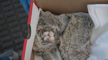 Recuperan varios nidos de una especie de ave protegida de un edificio que va a ser derruido