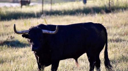 La crisis sanitaria derivada del coronavirus ha provocado la suspensión de los Sanfermines y de su Feria del Toro. Estos son los toros que iban a venir a Pamplona y que no podrán hacerlo este año.