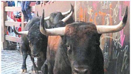 Una imagen del fotógrafo pamplonés Pío Guerendiáin anunciará la Feria del Toro