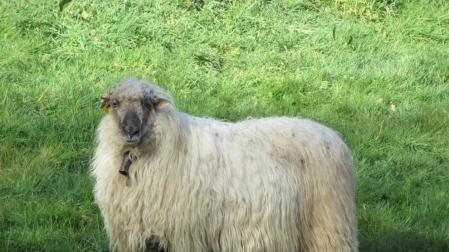 Alertan de la difícil situación del sector ovino latxo