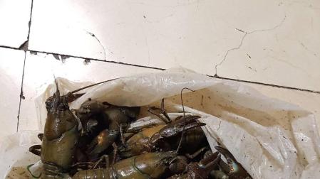 Incautan cangrejos señal vivos a un motorista que da positivo en alcohol