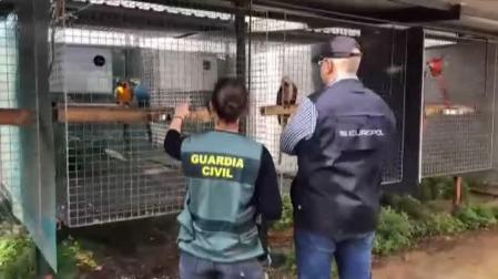 Vídeo: La Guardia Civil desarticula una red dedicada al tráfico ilegal de especies protegidas