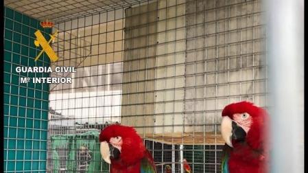 23 detenidos por tráfico de especies protegidas e intervenidas 280 aves