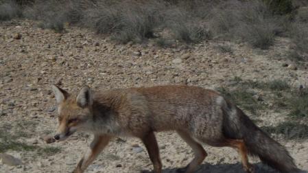 Imagen de archivo de un zorro