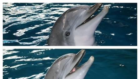 Los tres últimos delfines del Zoo de Barcelona ya han sido trasladados a Atenas