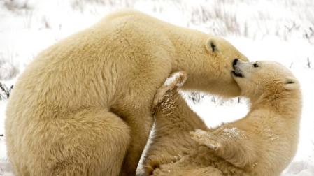 Lanzan una web para seguir las huellas de los osos polares