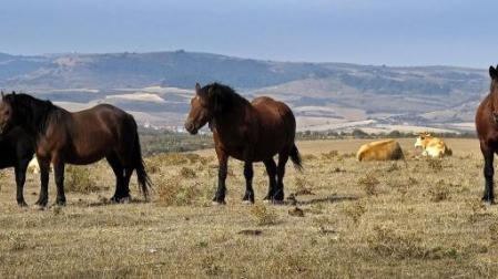 Ejemplares de ganado caballar de carne de una explotación de Tierra Estella pastando en terrenos de pradera, que aún mantendrán el régimen de ayudas. 	ARCHIVO