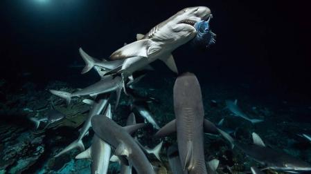 Tiburones en Fakarava, la Polinesia francesa.