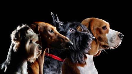 Imagen de varios perros