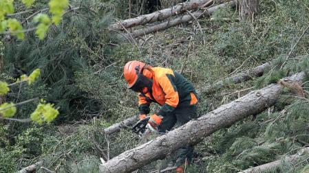 La nueva campaña para trabajos forestales se convocará en febrero