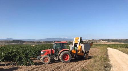 La vendimia en la zona de la DOC Rioja se retasa entre 15 ó 20 días