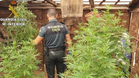 Un agente de la Guardia Civil, en una intervención con una plantación de marihuana.