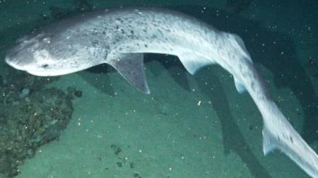 Tiburón de siete branquias (Notorynchus cepedianus).
