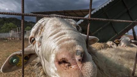 55.000 euros para compensar los problemas de recogida de leche en explotaciones
