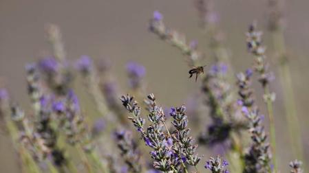 Lavanda