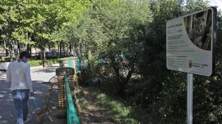 Las calles de Pamplona, hogar de unos 2.100 gatos