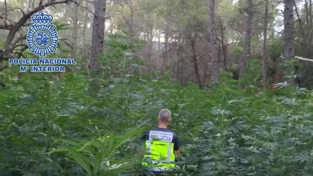 Desmantelada, en menos de un año, la cuarta plantación de marihuana oculta en bosques de Huesca