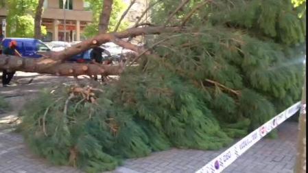 Caída de un pino en Paseo de Nájera