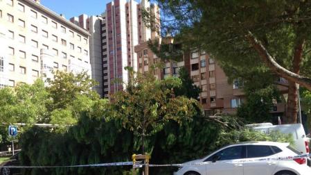 Un pino se cae en el Paseo de Nájera, junto al parque de Yamaguchi