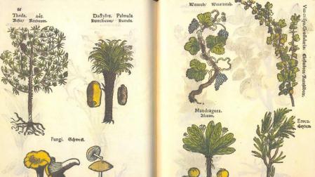 In vino veritas. Los humanistas y el vino