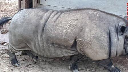 Denunciado en Andosilla por intentar comercializar un cerdo vietnamita
