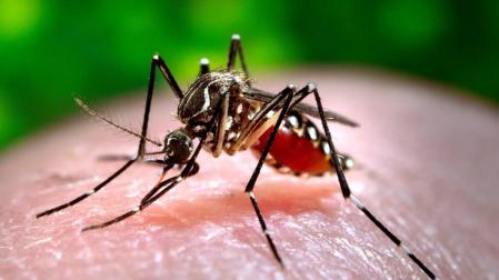 Confirman dos nuevos casos de dengue en Murcia
