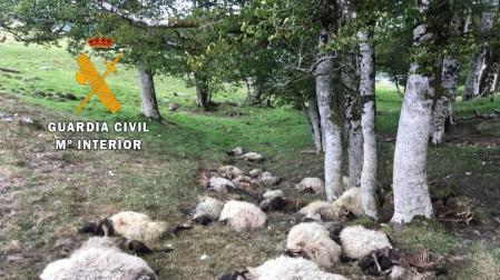 Una vaca y 32 ovejas, muertas en Sorogáin, al parecer por un rayo