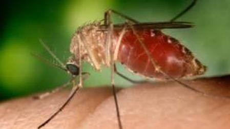 Culex quinquefasciatus.