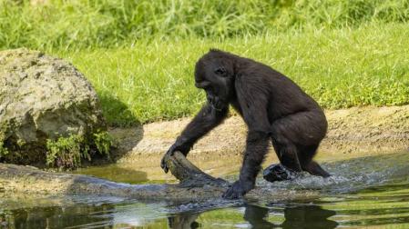 La gorila Virunga de Bioparc de Valencia cumple 4 años
