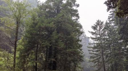 Las secuoyas milenarias sobreviven a los gigantescos fuegos de California