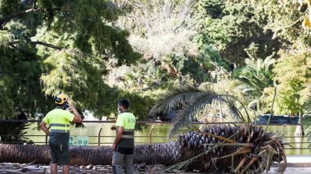 Un muerto y una herida al caerles encima una palmera en Barcelona