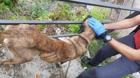Investigado en Funes por maltratar a una perra