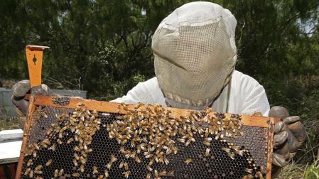 La desaparici&oacute;n de las abejas amenaza el 70% de cultivos