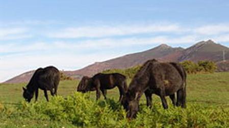 Ayudas a explotaciones agrarias de Navarra
