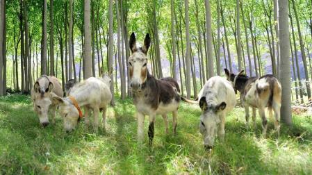 Burros por el Territorio Visón en Falces