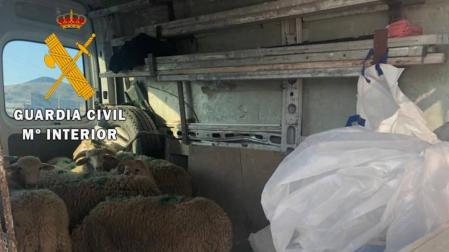 Sancionado por transportar 8 corderos vivos en el interior de una furgoneta
