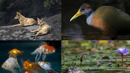 Advierten de que la fauna vertebrada se ha reducido un 68 % en medio siglo