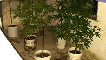 Las plantas de marihuana localizadas por la Policía Municipal de Pamplona en Echavacoiz.