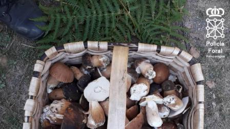 Veinte denuncias por coger hongos en el parque natural de Bertiz