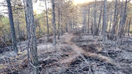 Aspecto del terreno afectado por el incendio de Lónguida.