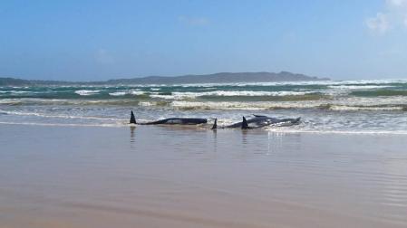 Varias de las ballenas, varadas en un banco de arena en las costas de Macquarie Heads.