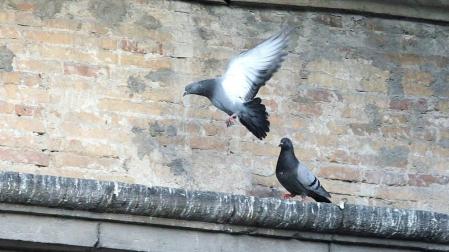 El control de ratas, palomas y estorninos sale a concurso por 157.220 € para 4 años