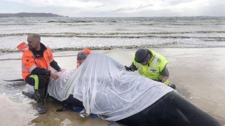 Otras 200 ballenas piloto permanecen varadas en Tasmania