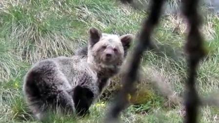 Muere atropellada una osezna entre Villablino y Huergas de Babia (León)