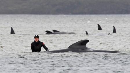 Alertan del riesgo de navegación por las 380 ballenas muertas en Australia
