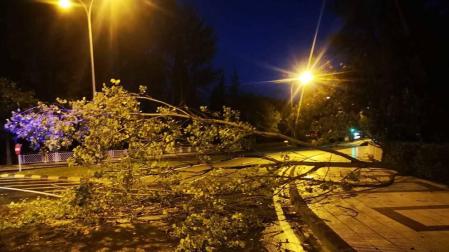 El viento derriba un árbol en la calle Tajonar, junto a la UPNA