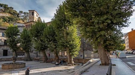 Actuaciones en árboles, vivienda y movilidad, supeditadas a un estudio