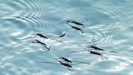 Conservar las especies nativas y la calidad del agua, claves para el control de los mosquitos