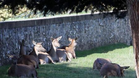 ¿Serán las ocho ciervas de la Taconera las últimas del parque?
