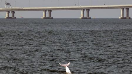 Los delfines rosados vuelven a Hong Kong por las restricciones de la pandemia